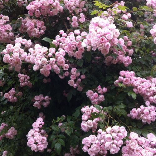 Roz pal - Trandafir copac cu trunchi înalt - cu flori în buchet - coroană curgătoare